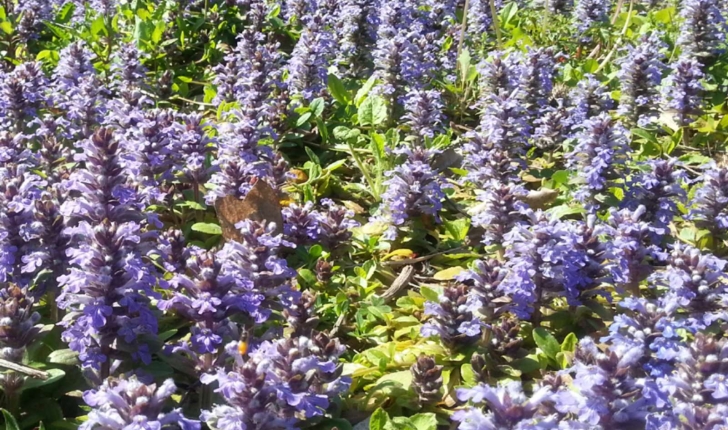 Ajuga reptans L.