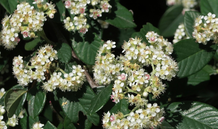 Pyracantha coccinea, M.Roem 1847