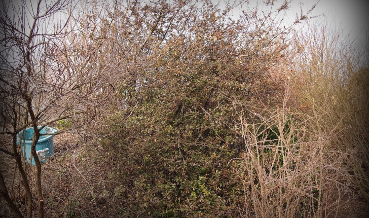 Pyracantha coccinea, M.Roem 1847