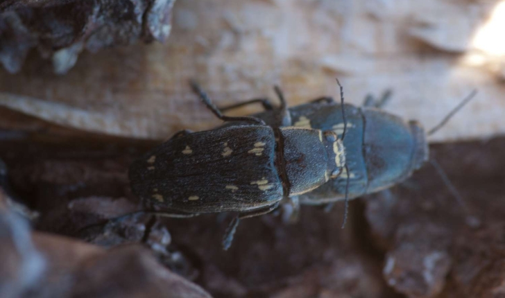 Capnodis sp