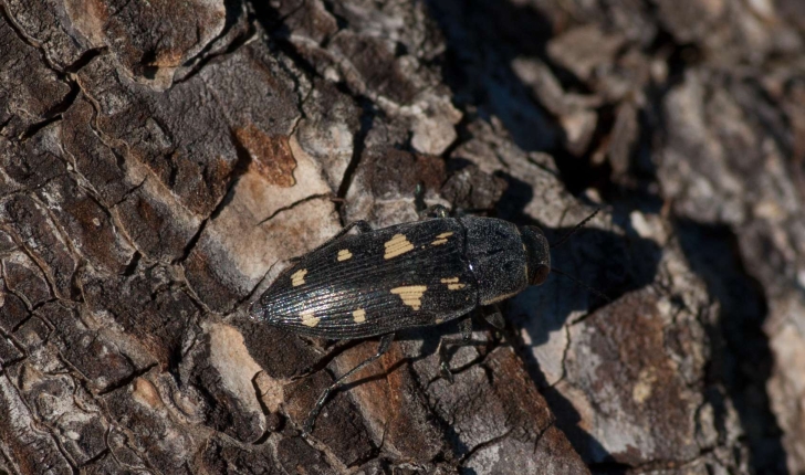 Capnodis sp