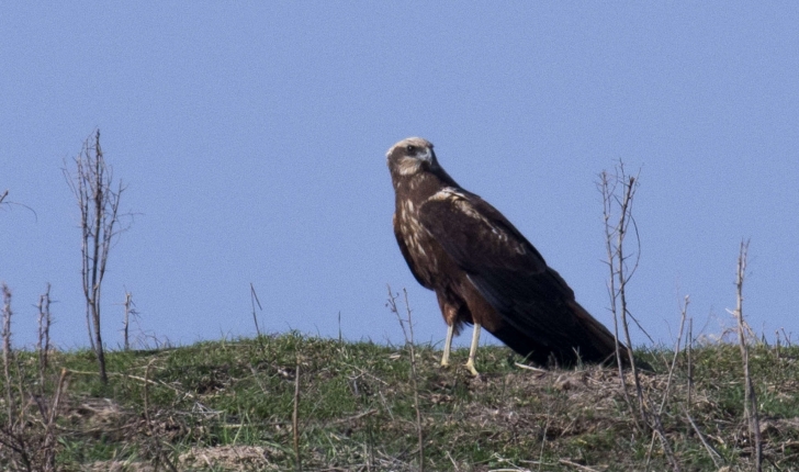 Circus aeruginosus (Linnaeus, 1758)