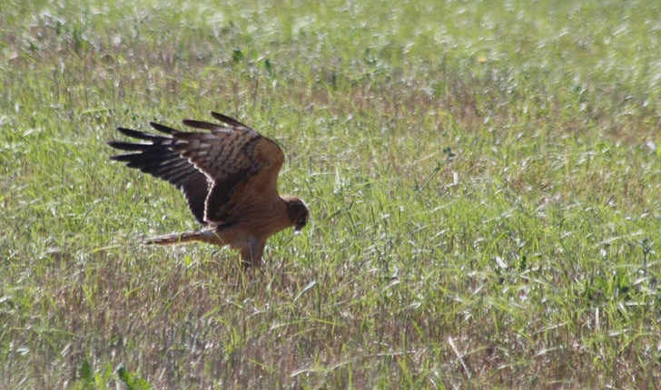 Circus pygargus (Linnaeus, 1758)