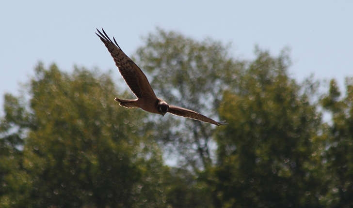 Circus pygargus (Linnaeus, 1758)