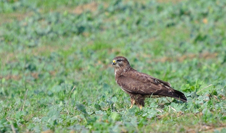 Buteo buteo (Linnaeus, 1758)