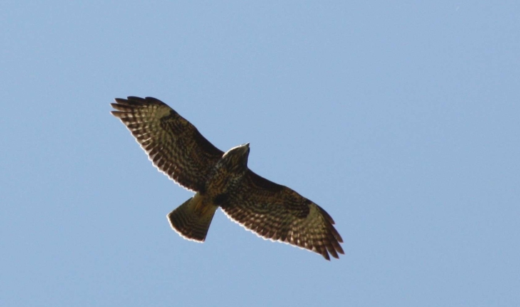 Buteo buteo (Linnaeus, 1758)