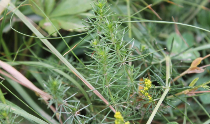 Galium verum