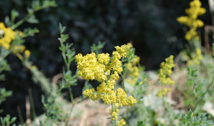 Galium verum