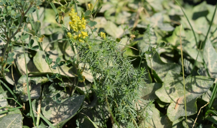 Galium verum