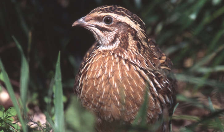 Coturnix coturnix (Linnaeus, 1758)
