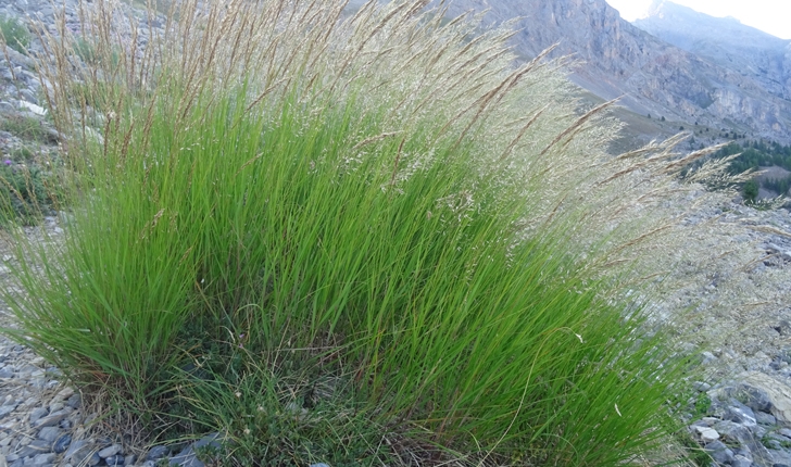 Achnatherum calamagrostis