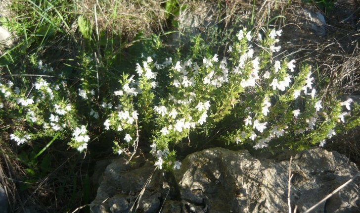 Calamintha nepeta (Kuntze 1891)