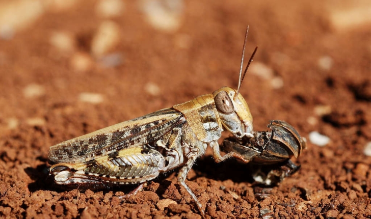 Calliptamus barbarus (Costa, 1836)