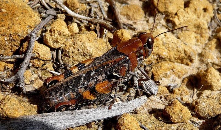 Calliptamus barbarus (Costa, 1836)