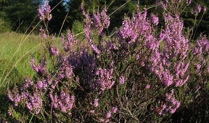 Calluna vulgaris (L. Hull, 1808)