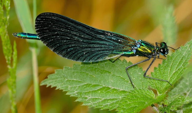 Calopteryx virgo