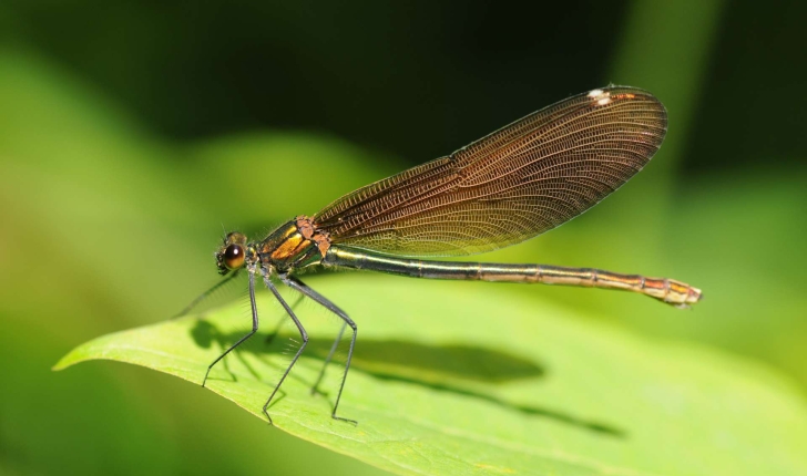 Calopteryx virgo