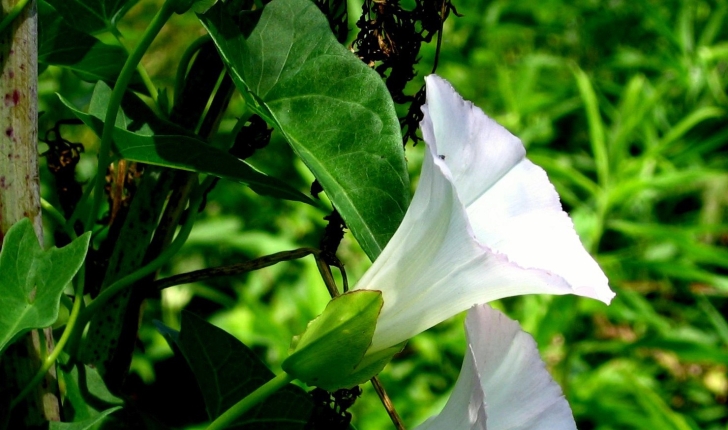 Convolvulus sepium L., 1753