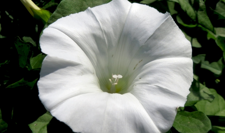 Convolvulus sepium L., 1753