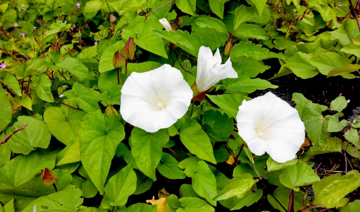 Convolvulus sepium L., 1753