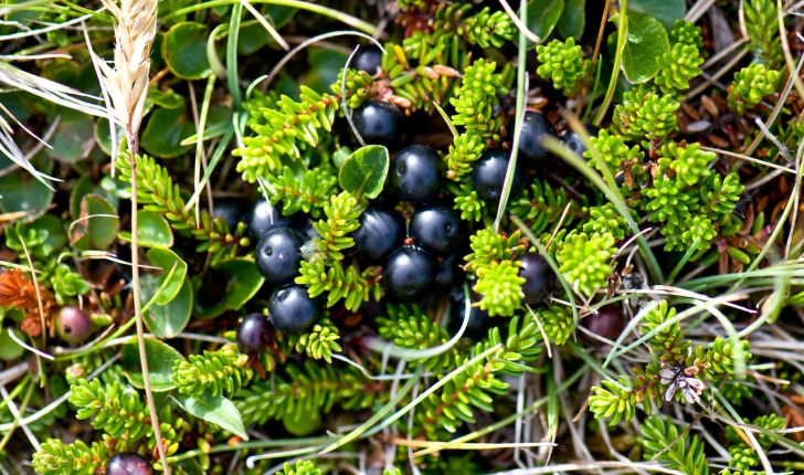 Empetrum nigrum (L., 1753)