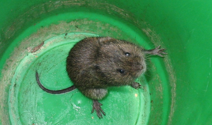 Microtus arvalis