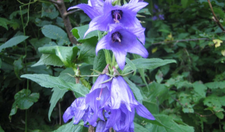 campanula rapunculoides L.