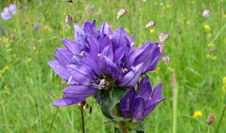 Campanula glomerata L.