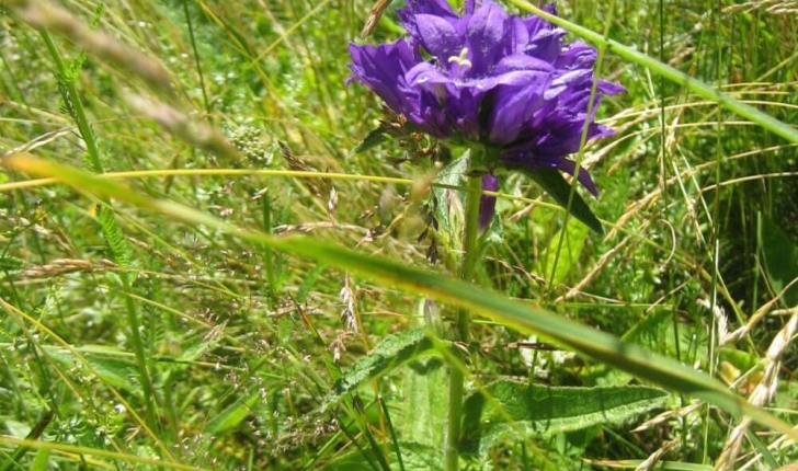 Campanula glomerata L.