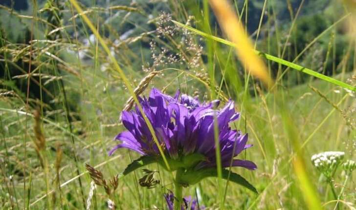 Campanula glomerata L.