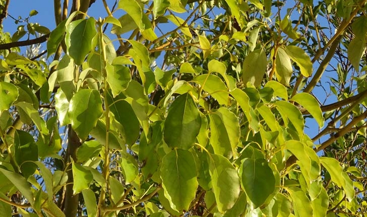 Cinnamomum camphora L.