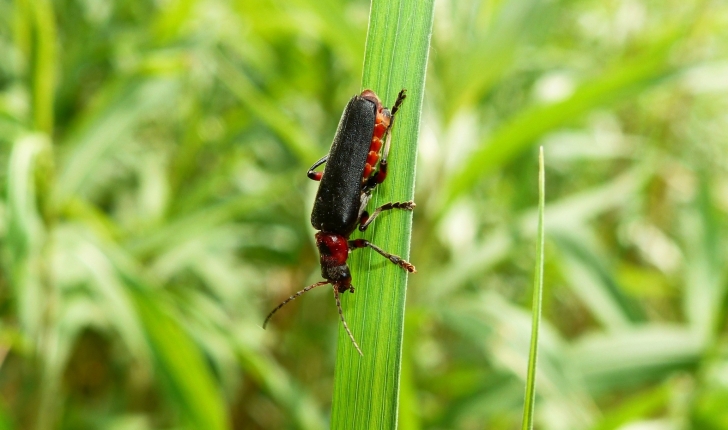 Cantharis fusca L.