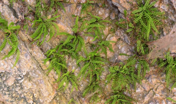 Asplenium trichomanes (L., 1753)