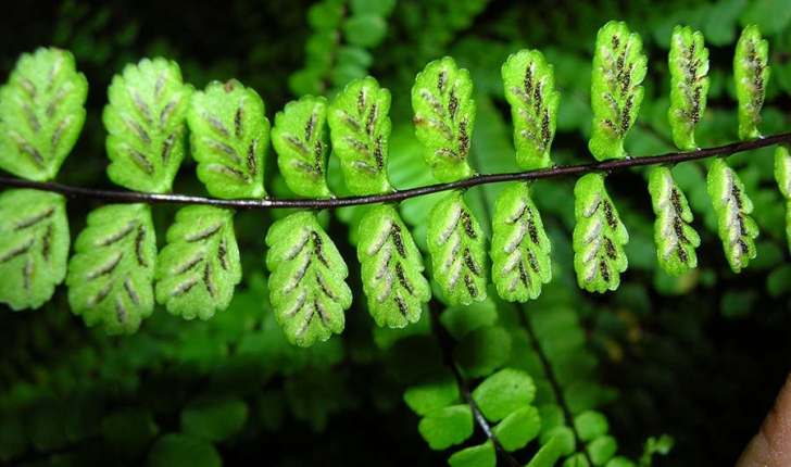 Asplenium trichomanes (L., 1753)