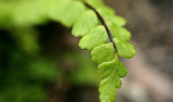 Asplenium trichomanes (L., 1753)