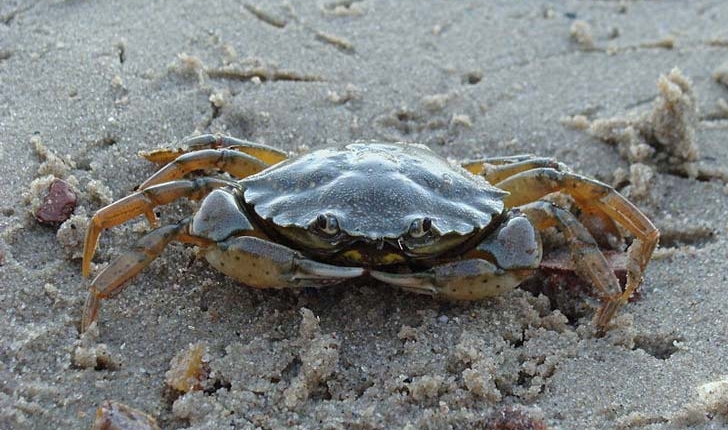 Carcinus maenas