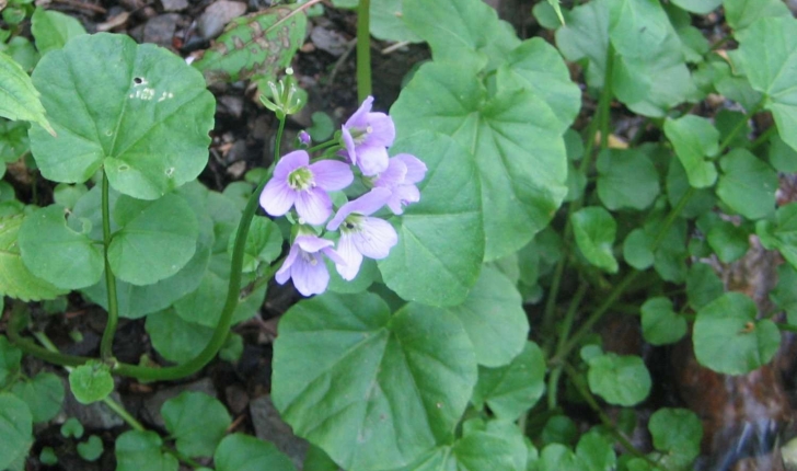 Cardamine raphanifolia Pourr. ou Cardamine pyrenaica (L. ex Loefl.) Rothm.