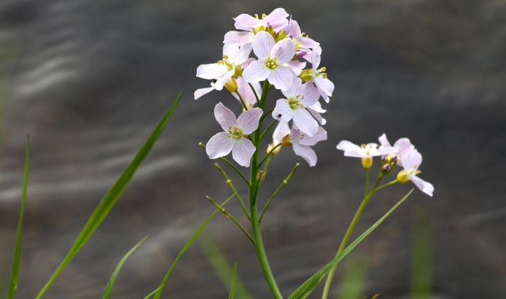 Cardamine pratensis