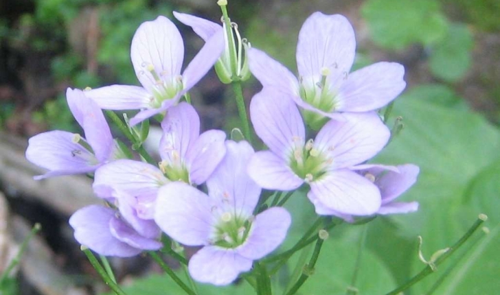 Cardamine raphanifolia Pourr. ou Cardamine pyrenaica (L. ex Loefl.) Rothm.