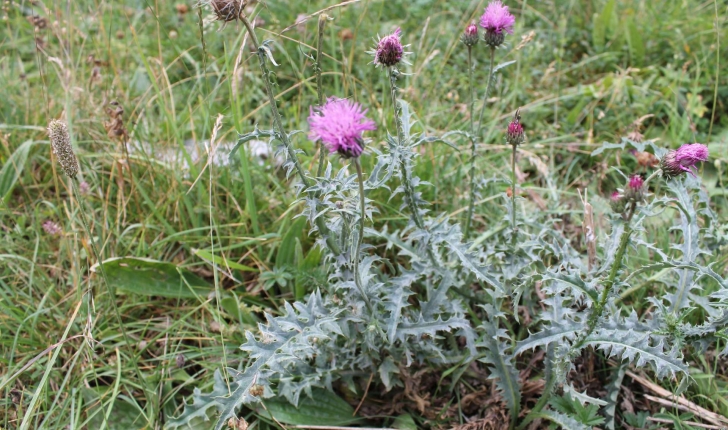 Carduus defloratus (L.,1759)