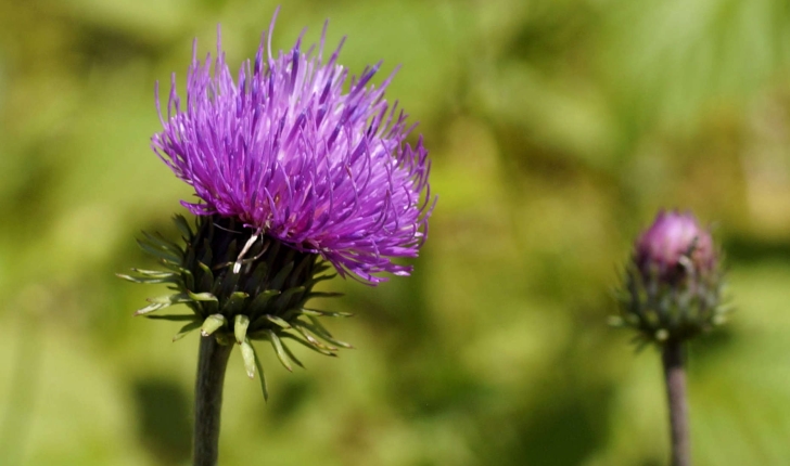 Carduus defloratus (L.,1759)