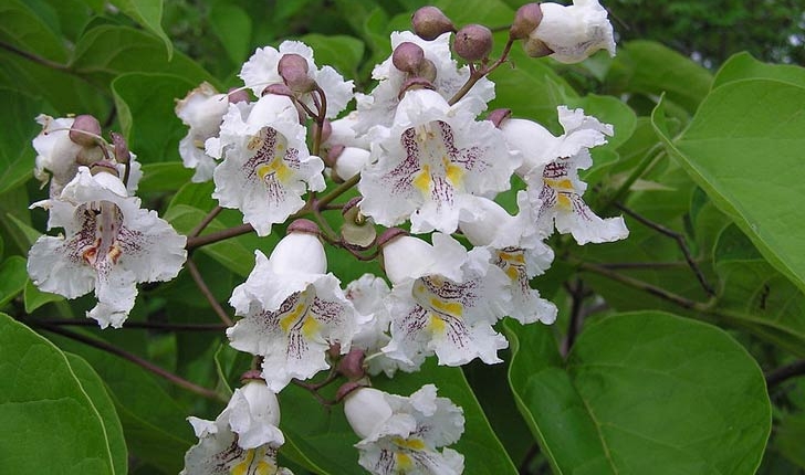 Catalpa bignonioïdes Walt