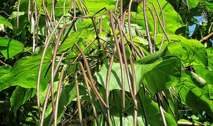 Catalpa bignonioïdes Walt