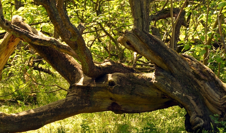 Catalpa bignonioïdes Walt