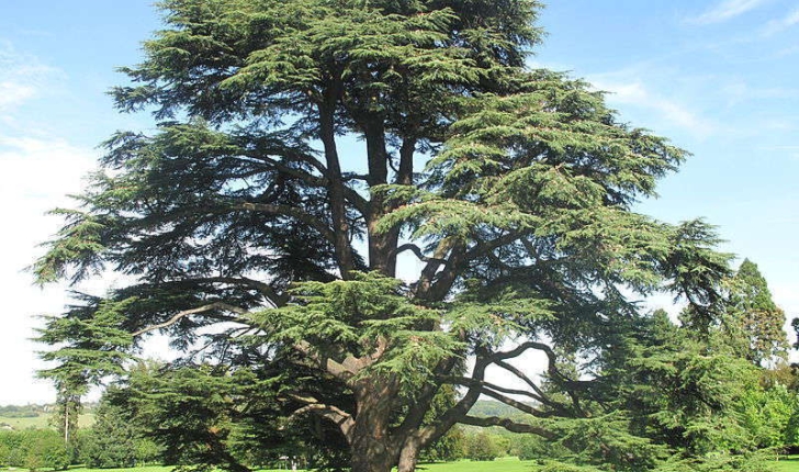 Cedrus Atlantica (Carrière, 1855)