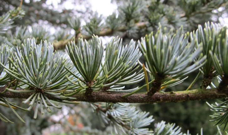 Cedrus Atlantica (Carrière, 1855)