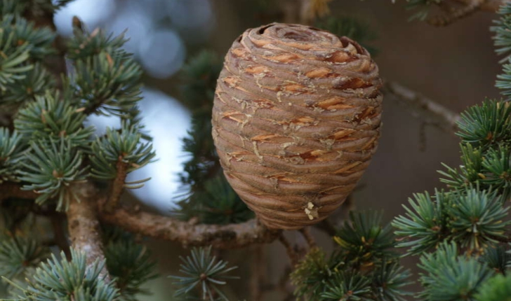 Cedrus Atlantica (Carrière, 1855)