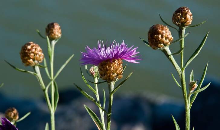 Centaurea jacea