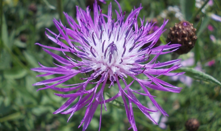 Centaurea jacea