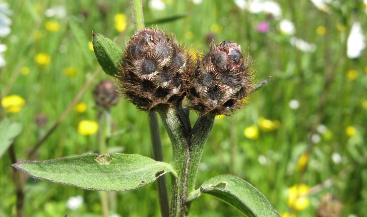 Centaurea nigra L.